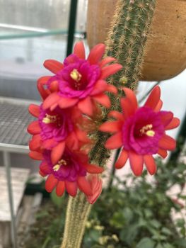 Hildewintera hybrid - Hauggs amethyst